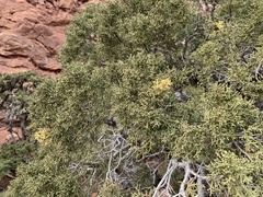 Juniperus osteosperma