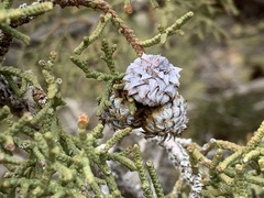 Juniperus osteosperma