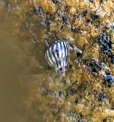 Echinolittorina ziczac