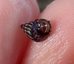 Echinolittorina ziczac