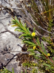 Acacia baueri aspera