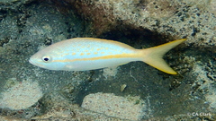 Ocyurus chrysurus