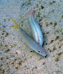 Mulloidichthys martinicus