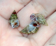 Cerithium litteratum