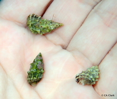 Cerithium litteratum