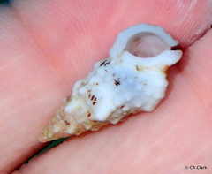 Cerithium eburneum