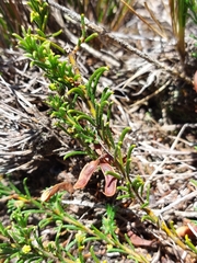 Acacia baueri aspera