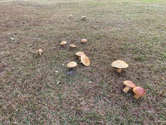 Boletus pseudopinophilus