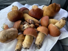 Boletus pseudopinophilus