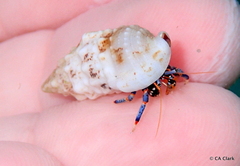 Clibanarius tricolor