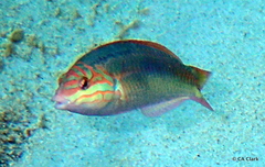 Halichoeres maculipinna