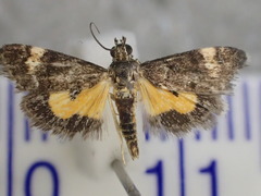 Heliothela
