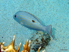 Lutjanus synagris