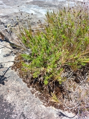 Acacia baueri aspera