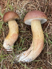 Boletus pseudopinophilus