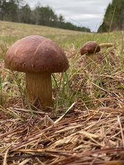 Boletus pseudopinophilus