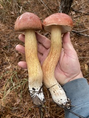 Boletus pseudopinophilus
