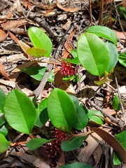 Grevillea laurifolia