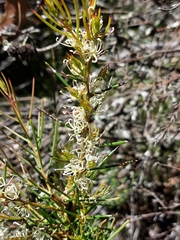 Hakea teretifolia