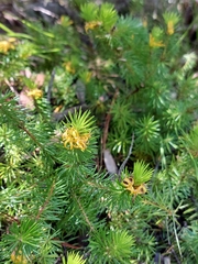 Persoonia chamaepitys