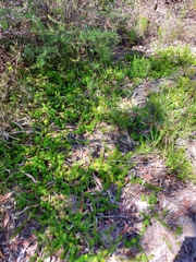 Persoonia chamaepitys