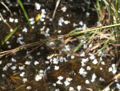 Synthemis eustalacta