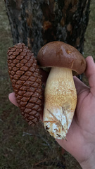 Boletus pseudopinophilus