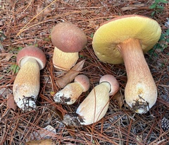 Boletus pseudopinophilus