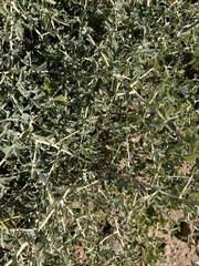 Ceanothus leucodermis