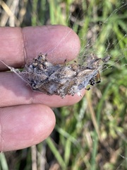 Metepeira labyrinthea