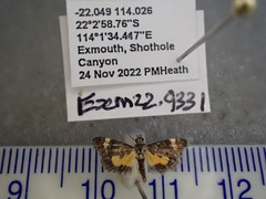 Heliothela