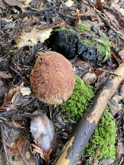 Suillus lakei