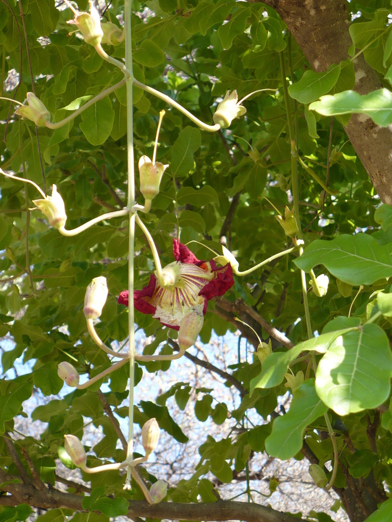 Sausage tree from Sepupa, Botswana on September 23, 2008 at 01:37 AM by ...