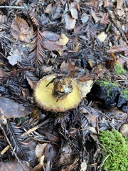 Suillus lakei
