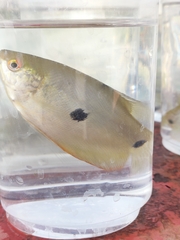 Trichopodus trichopterus