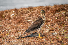 Accipiter cooperii