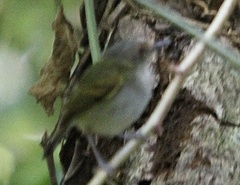 Todirostrum maculatum