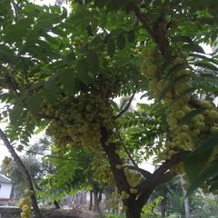 Phyllanthus acidus