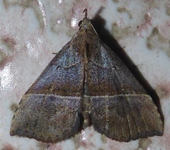 Hypena iconicalis