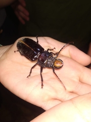 Mallodon spinibarbis