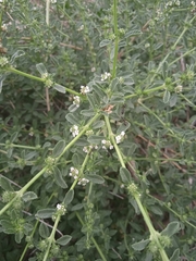 Lippia turbinata