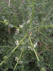 Lippia turbinata