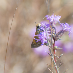 Hesperia woodgatei