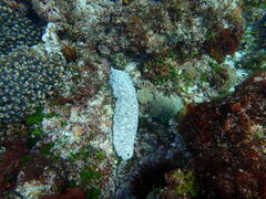 Holothuria atra