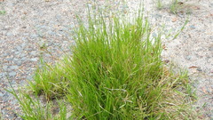 Urochloa