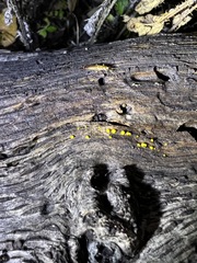 Dacrymyces capitatus