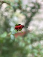Lemodes coccinea