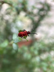Lemodes coccinea
