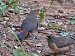 Spermestes cucullata scutata