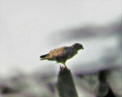Buteo buteo vulpinus
